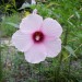 Halberd-leaved Marsh Mallow 